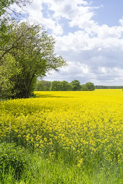 625075 - Raps (Brassica napus subsp. oleifera)