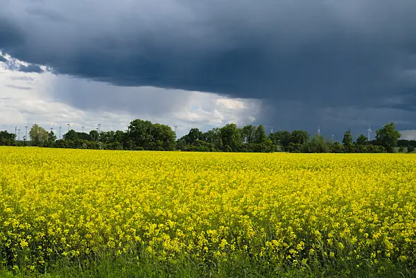 672054 - Raps (Brassica napus subsp. oleifera)