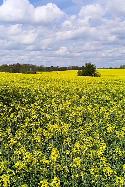 672092 - Raps (Brassica napus subsp. oleifera)