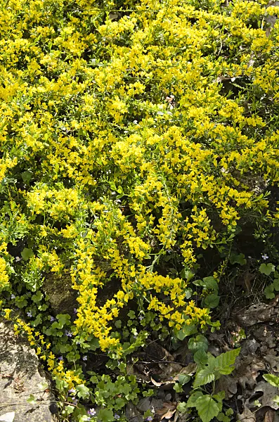 520326 - Ratisbon broom (Chamaecytisus ratisbonensis)