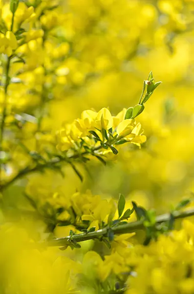 520327 - Ratisbon broom (Chamaecytisus ratisbonensis)