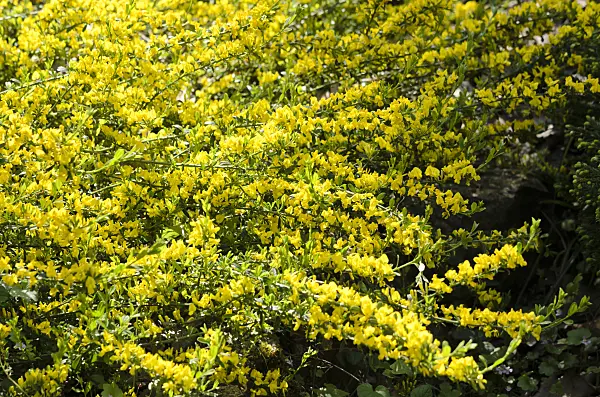 520328 - Ratisbon broom (Chamaecytisus ratisbonensis)