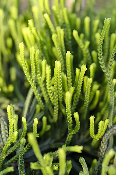 480018 - Rattail crassula (Crassula muscosa 'Monstrosa')
