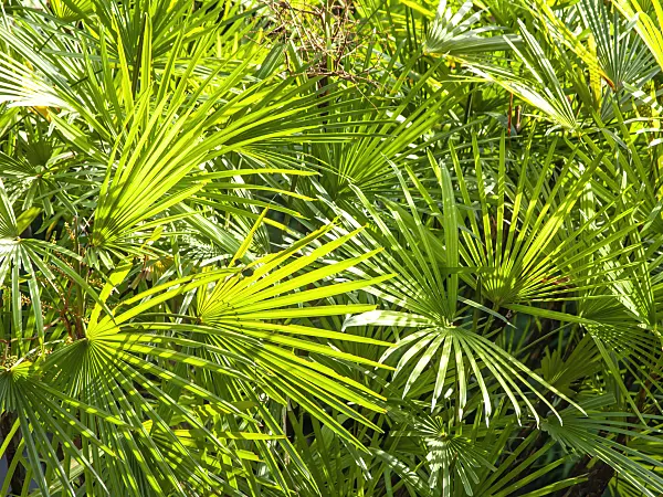 434410 - Rattan palm (Rhapis humilis)