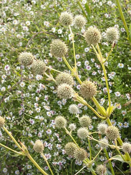 418029 - Rattlesnake master (Eryngium yuccifolium)