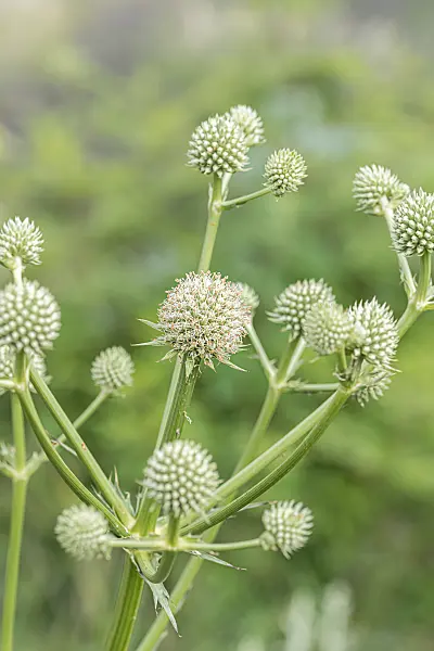 664138 - Rattlesnake master (Eryngium yuccifolium)