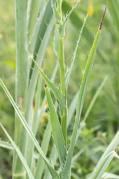 664139 - Rattlesnake master (Eryngium yuccifolium)
