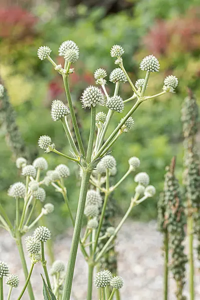 664140 - Rattlesnake master (Eryngium yuccifolium)