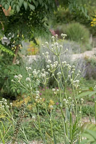 664141 - Rattlesnake master (Eryngium yuccifolium)