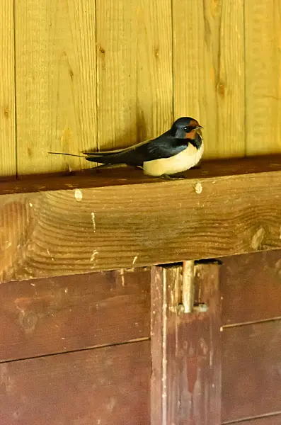 555097 - Rauchschwalbe (Hirundo rustica)