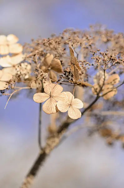 529088 - Raue Hortensie (Hydrangea aspera)