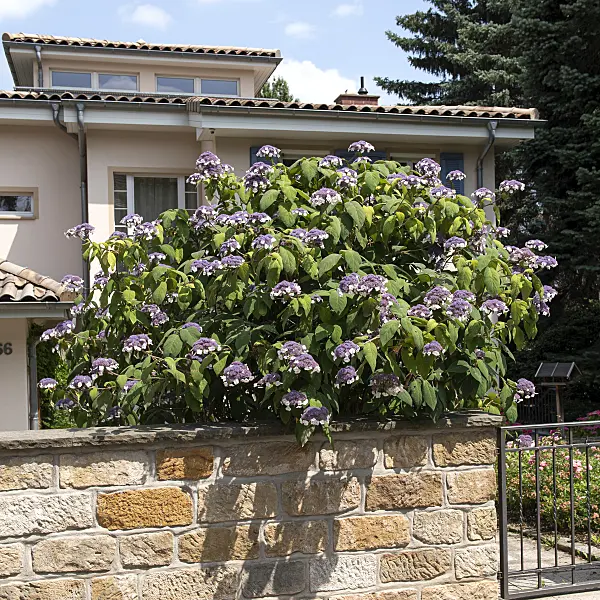 616237 - Raue Hortensie (Hydrangea aspera 'Macrophylla')