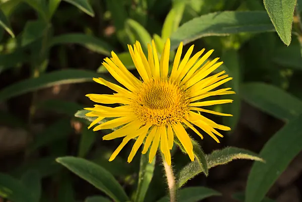 672090 - Rauhaariger Alant (Inula hirta)