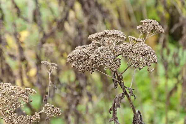 466021 - Rayed tansy (Tanacetum macrophyllum)