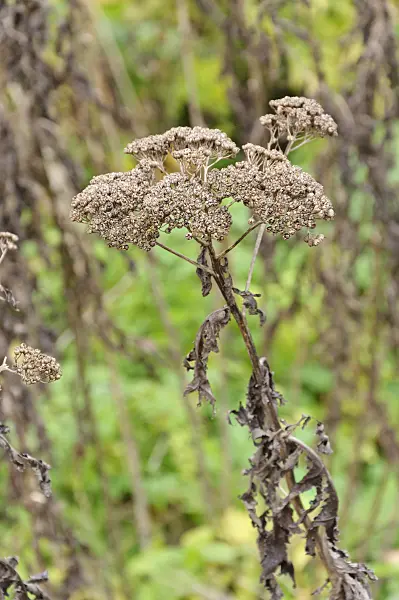 466022 - Rayed tansy (Tanacetum macrophyllum)