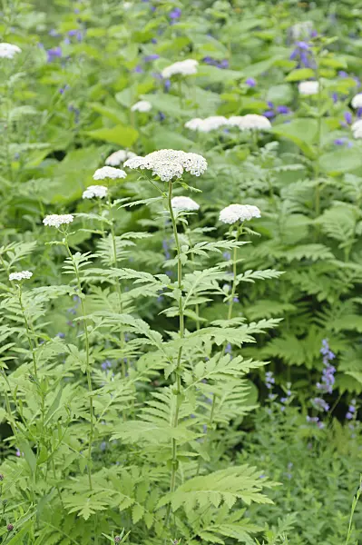 485104 - Rayed tansy (Tanacetum macrophyllum)