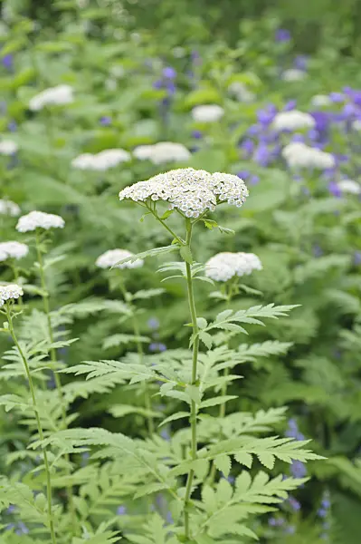 485105 - Rayed tansy (Tanacetum macrophyllum)