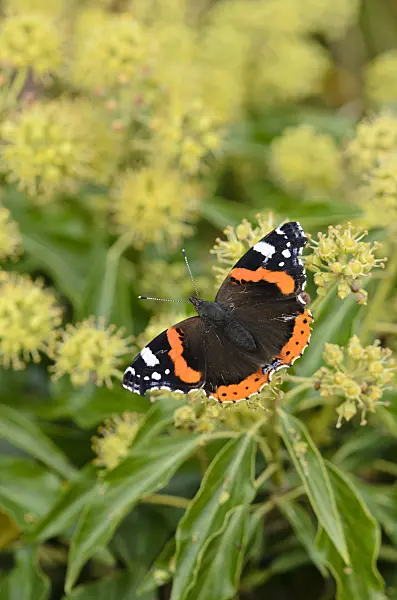 525024 - Red admiral (Vanessa atalanta) and common ivy (Hedera helix)