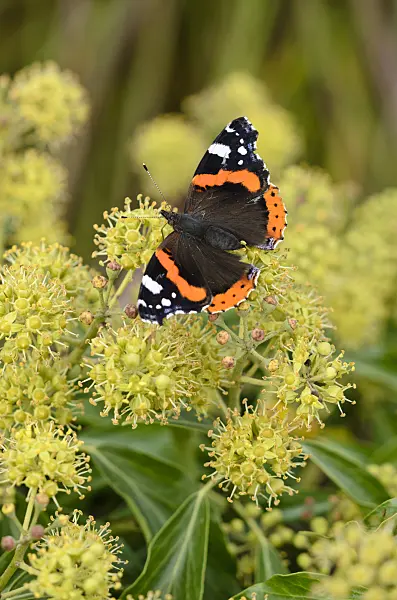 525025 - Red admiral (Vanessa atalanta) and common ivy (Hedera helix)