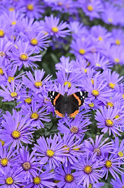 525029 - Red admiral (Vanessa atalanta) and Italian aster (Aster amellus)