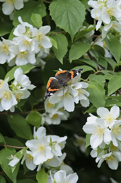 521343 - Red admiral (Vanessa atalanta) and mock orange (Philadelphus)