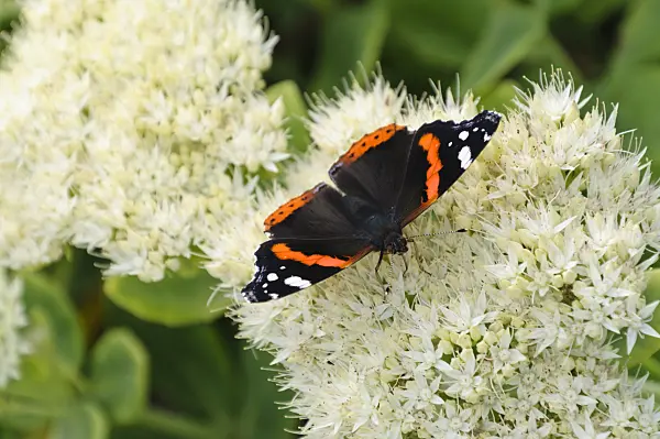 488083 - Red admiral (Vanessa atalanta) and stonecrop (Sedum)
