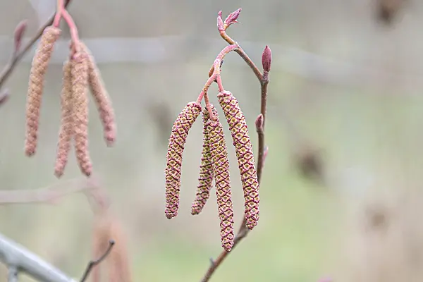 616161 - Red alder (Alnus rubra)
