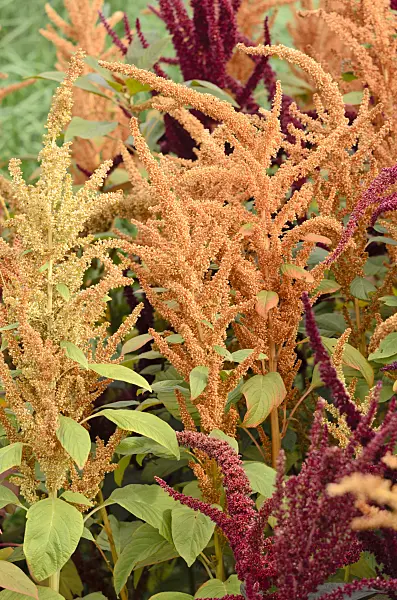 536138 - Red amaranth (Amaranthus cruentus)
