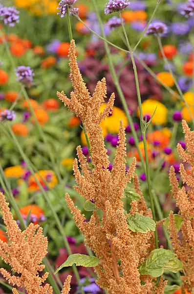 547038 - Red amaranth (Amaranthus cruentus 'Hot Biscuits')