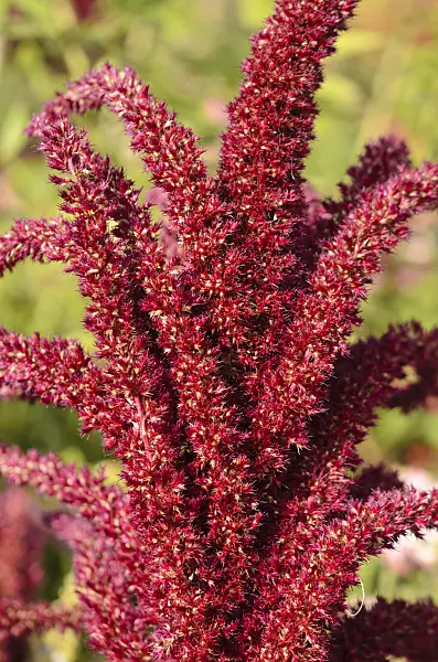 548148 - Red amaranth (Amaranthus cruentus 'Oeschberg')