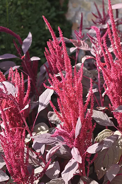 487109 - Red amaranth (Amaranthus cruentus 'Velvet Curtains')