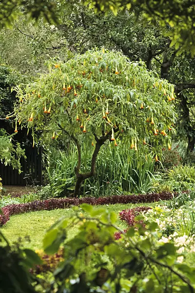 388074 - Red angel's trumpet (Brugmansia sanguinea)
