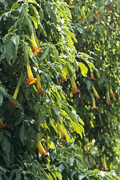 388136 - Red angel's trumpet (Brugmansia sanguinea)