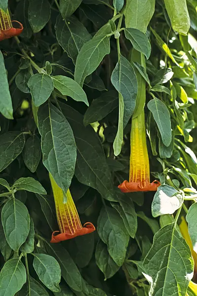 388137 - Red angel's trumpet (Brugmansia sanguinea)