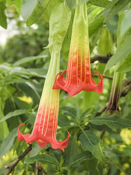 422006 - Red angel's trumpet (Brugmansia sanguinea)