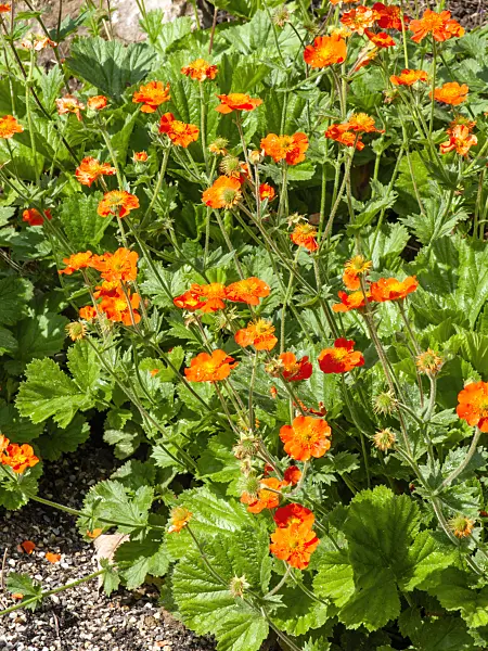 437298 - Red avens (Geum coccineum)