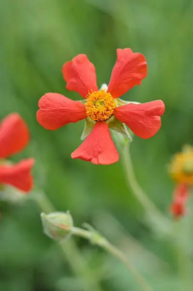 471303 - Red avens (Geum coccineum)