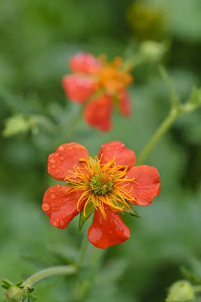 484132 - Red avens (Geum coccineum)