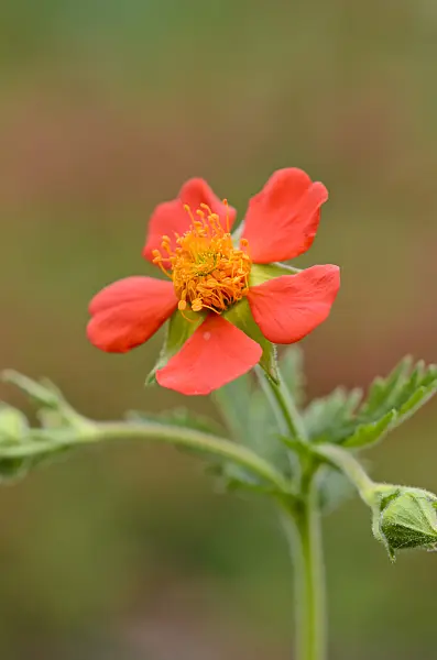 520184 - Red avens (Geum coccineum)