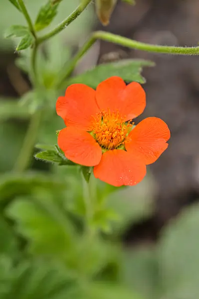 475139 - Red avens (Geum coccineum 'Borisii')