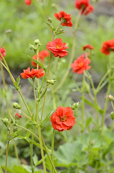 545024 - Red avens (Geum coccineum 'Borisii')