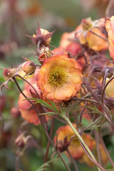 675035 - Red avens (Geum coccineum 'Nonna')