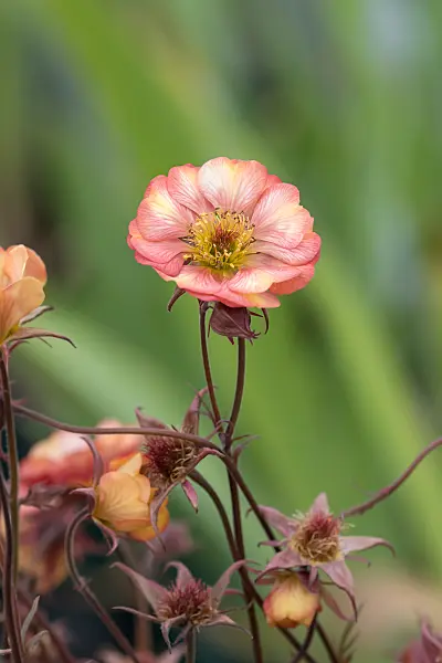 675036 - Red avens (Geum coccineum 'Nonna')