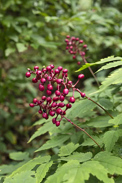 511253 - Red baneberry (Actaea pachypoda 'Rubrocarpa')