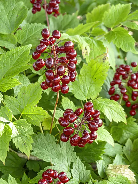 439194 - Red baneberry (Actaea rubra)