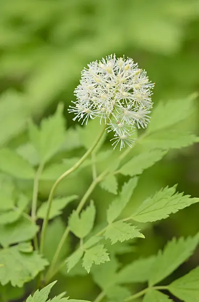 520201 - Red baneberry (Actaea rubra)