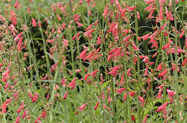 497063 - Red beard tongue (Penstemon barbatus 'Coccineus')