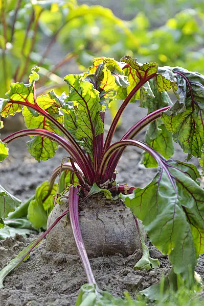 476199 - Red beet (Beta vulgaris var. conditiva)