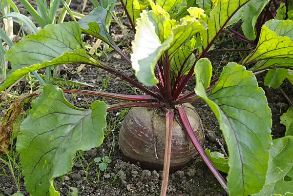 479039 - Red beet (Beta vulgaris var. conditiva)