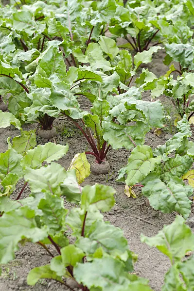 486075 - Red beet (Beta vulgaris var. conditiva)